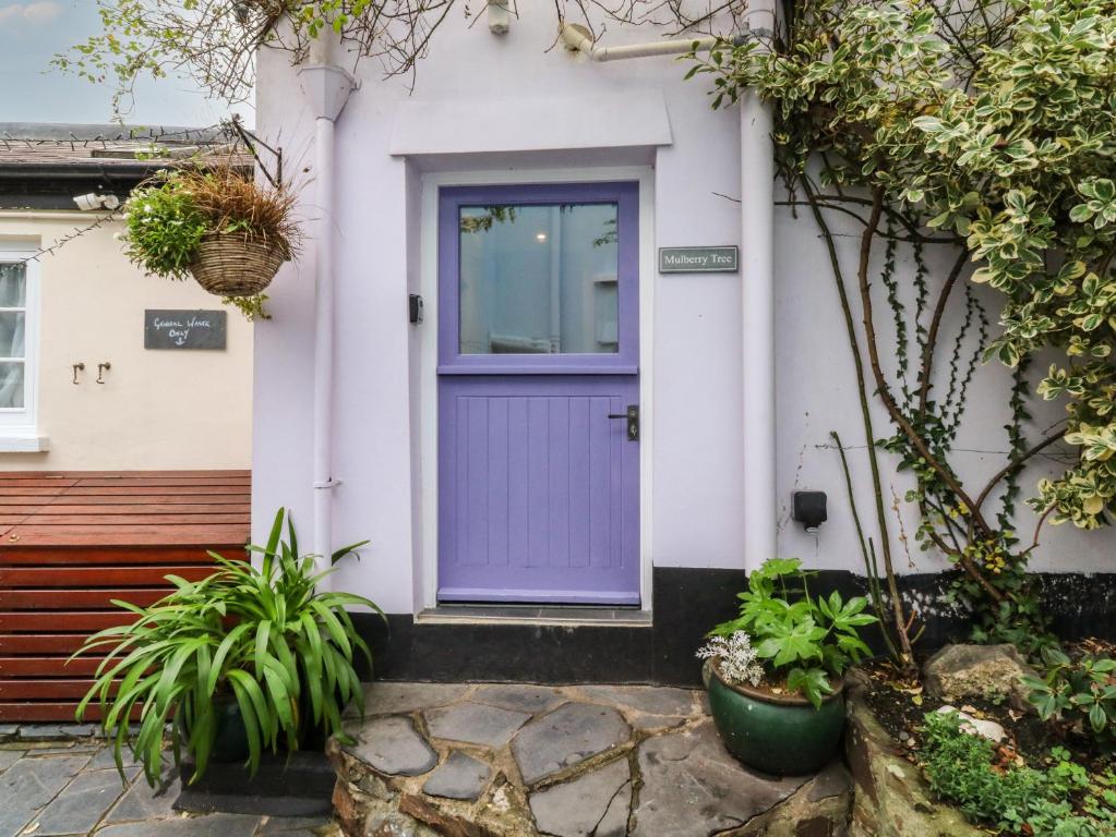 Mulberry Tree, Bideford