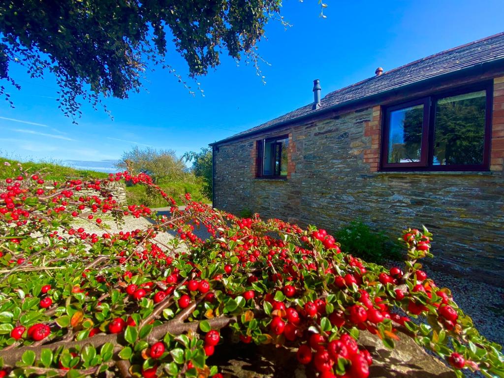 Elderberry Cottage, Boscastle - pet-friendly stay