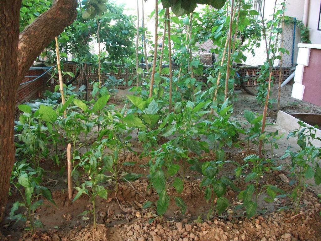 Ernur Pension photo
