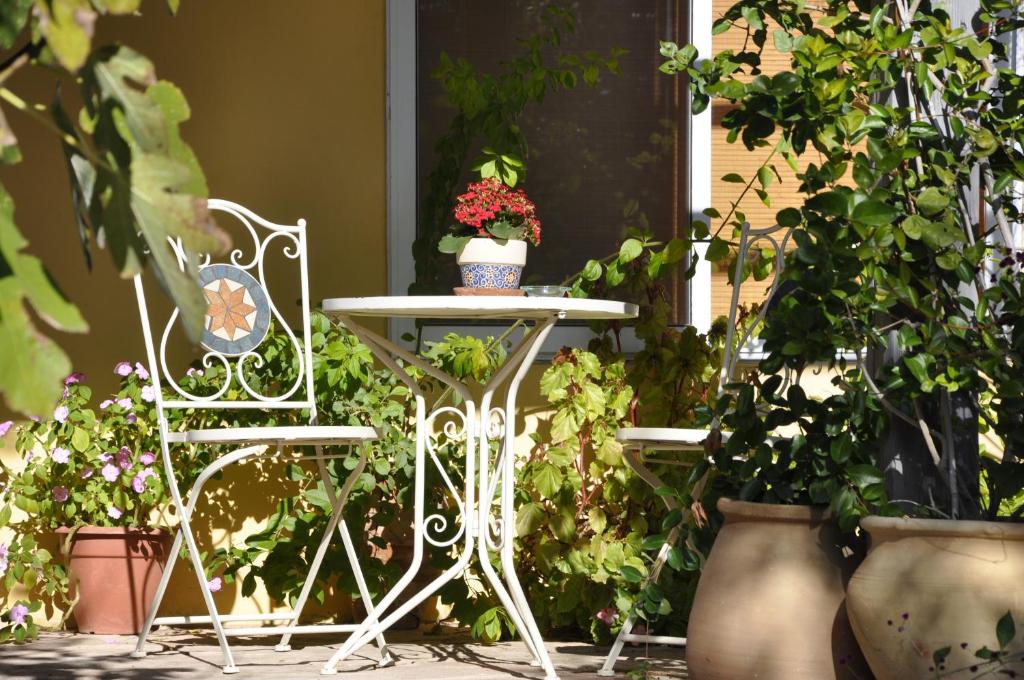 The OLive Tree, Ẕafririm