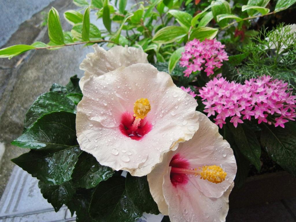 Guesthouse Engawa photo