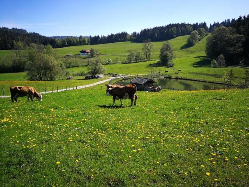 Einsiedlhof - 4