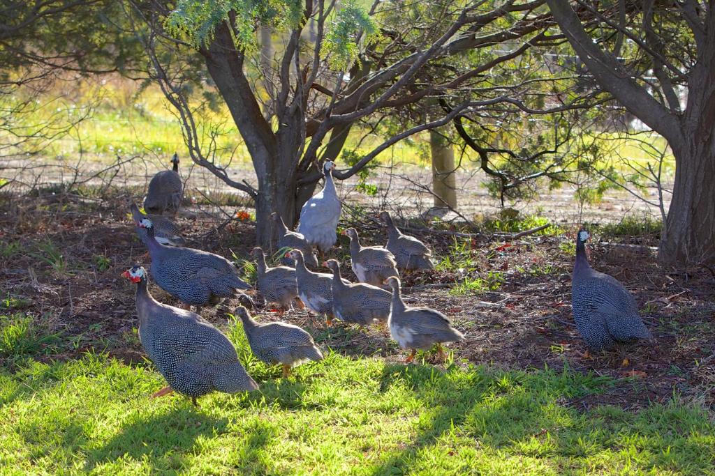 Riversdale Estate Cottages photo