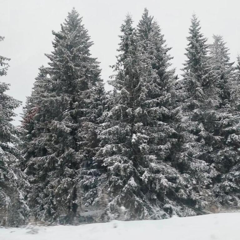 Apartmani Sorak Kopaonik, Studio Apartman A10 - 1