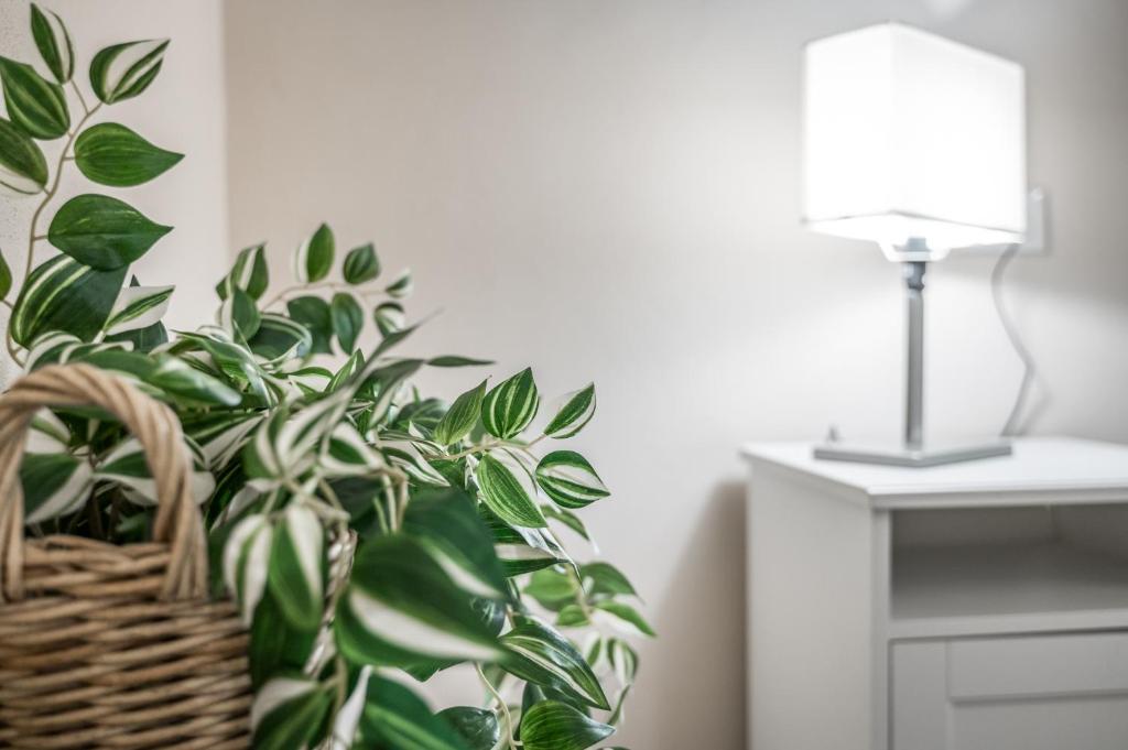 Broccaindosso Wood Apartments 5* - 4