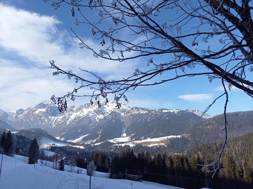 Fesengut - 3