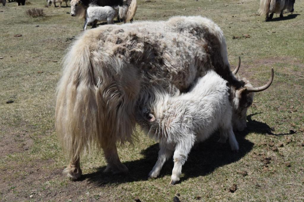 Wonder Mongolia Guesthouse and Tour Operator LLC photo