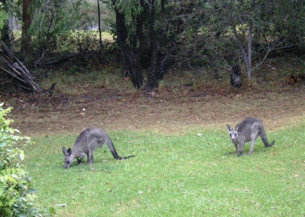 Wombatalla photo