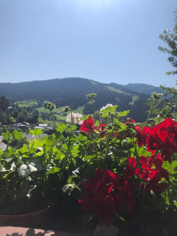 Haus Sabrina - 3