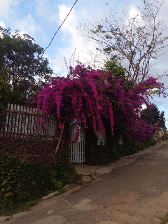Ly's homestay