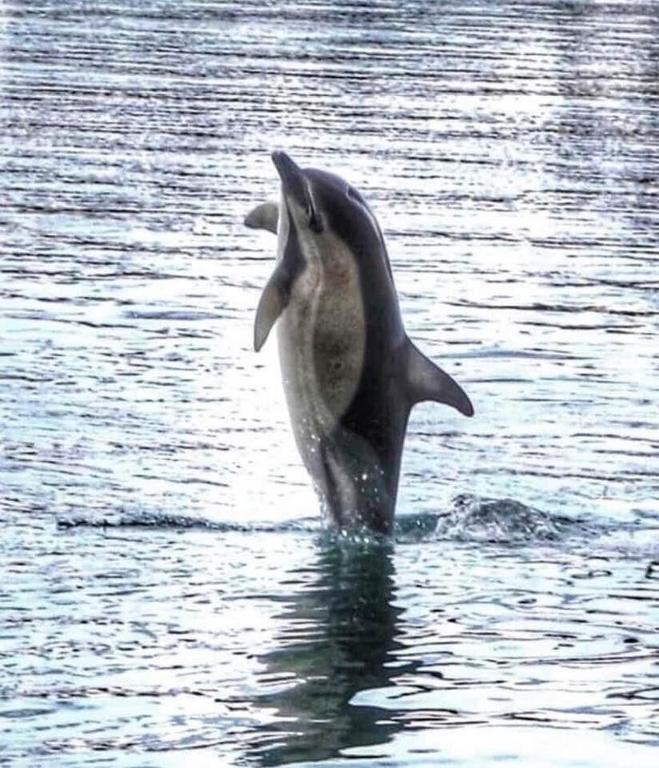 アクティビティ