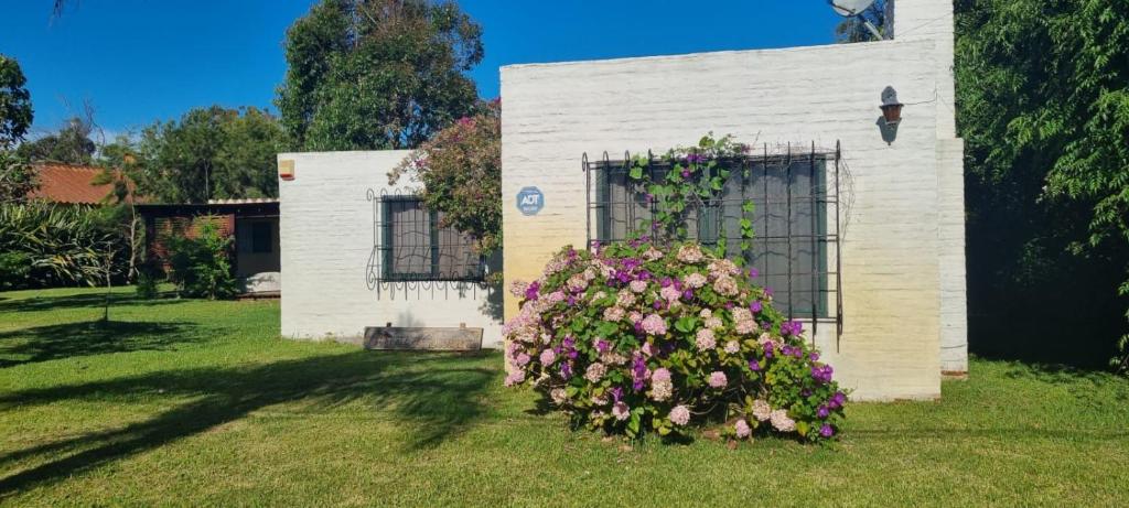 Bianca Colomba, La Paloma