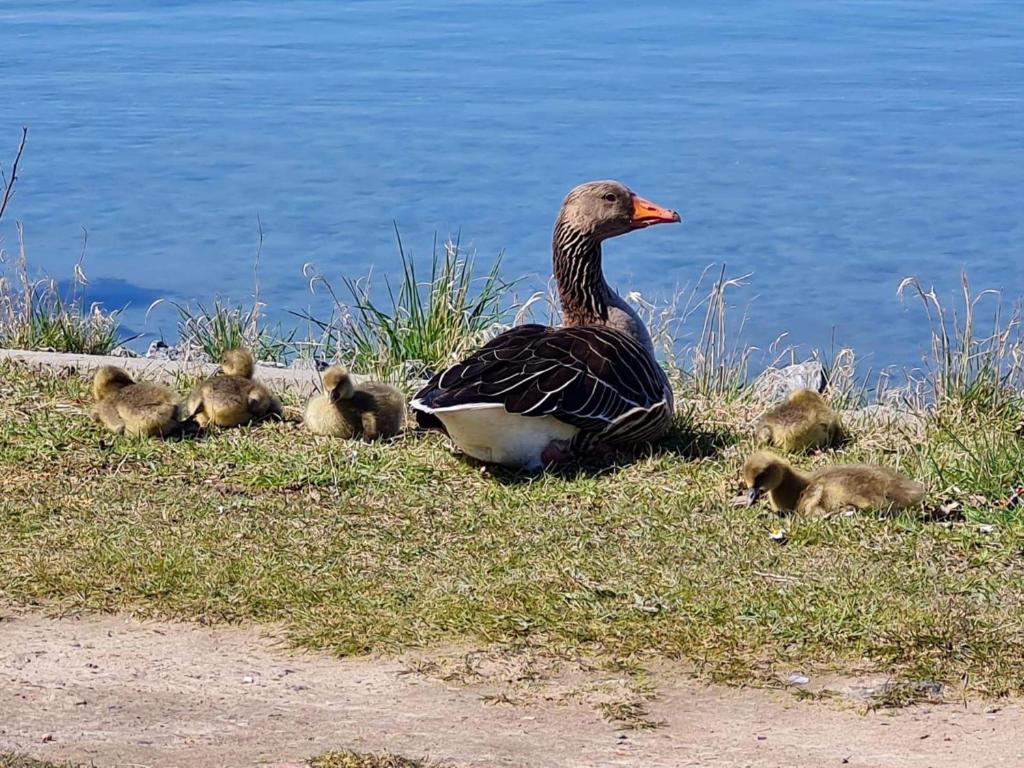I5a EG - Lieblingsplatz, Petersdorf auf Fehmarn