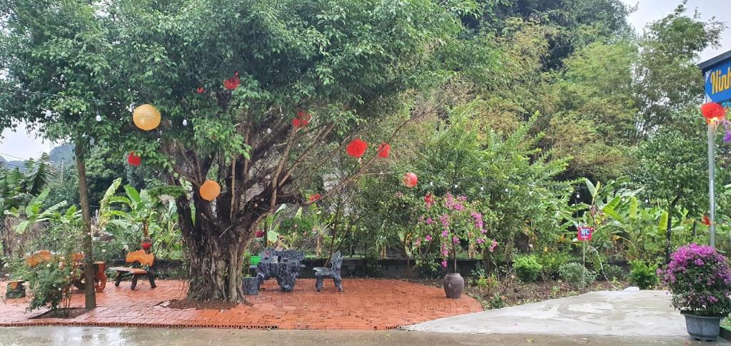 Trang an rice field homestay