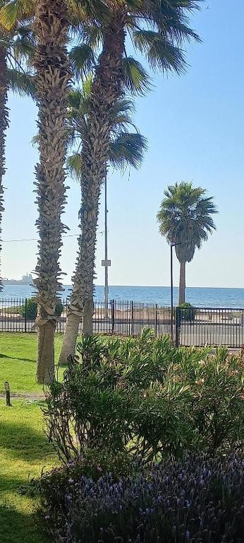 Palmar vista al mar - 1