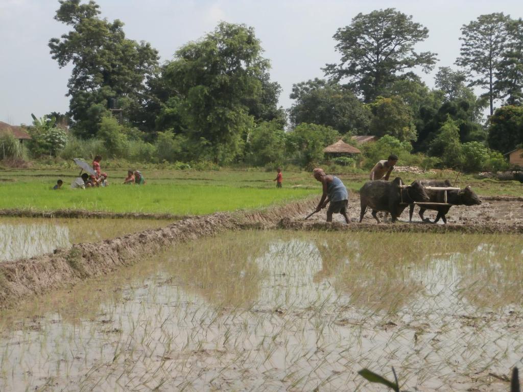 Surrounding environment