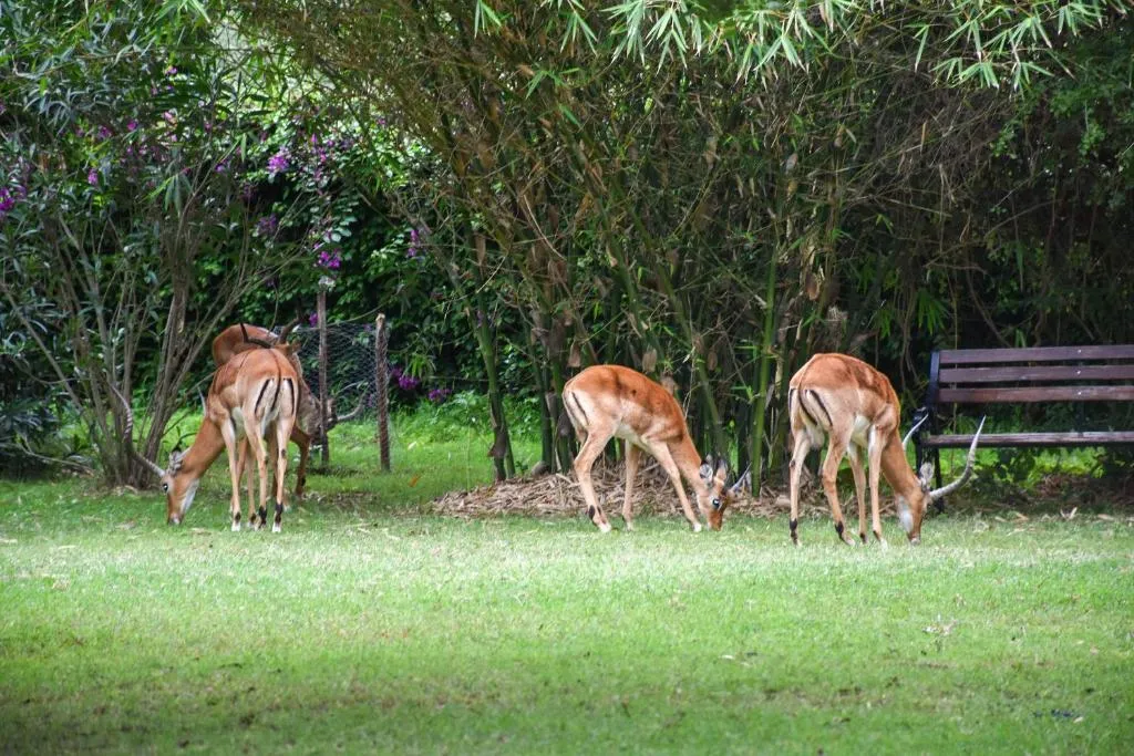 Lukenya Getaway, hotel in Athi River