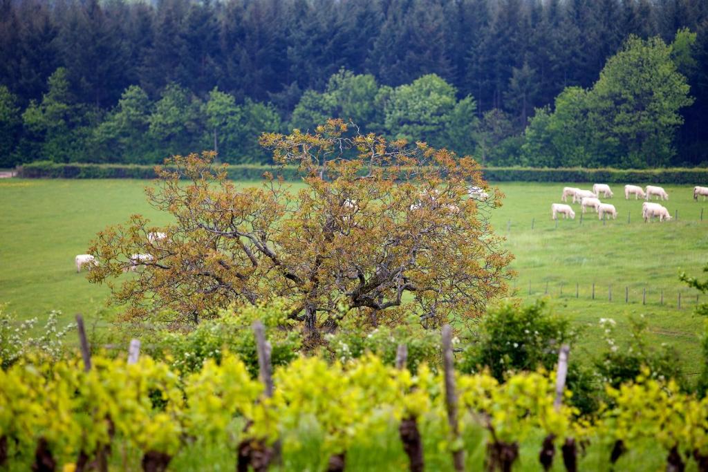 Domaine Joseph LAFARGE Wine Resort Oeno-tonneaux experience photo