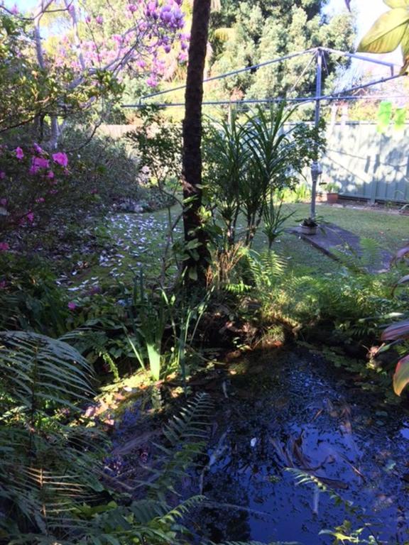 The singing frogs studio, Coffs Harbour
