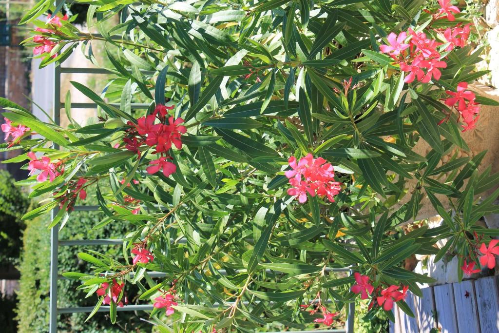 スイミングプール