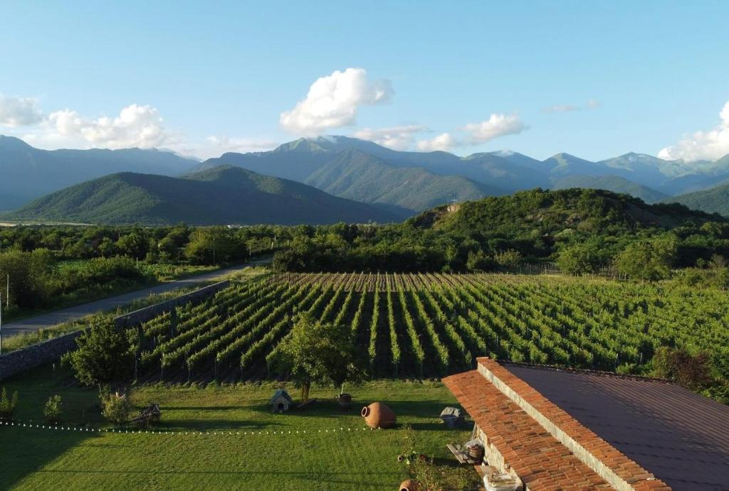 Chubini Winery & Cabins