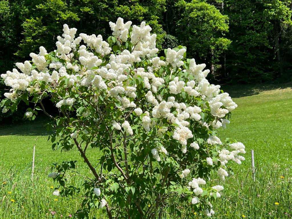 Aed