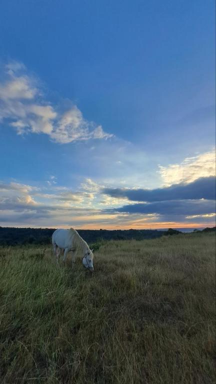 Surrounding environment