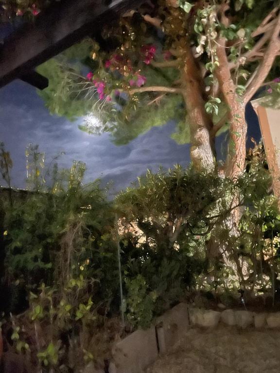 Appartement T1 avec jardin BANDOL - 4