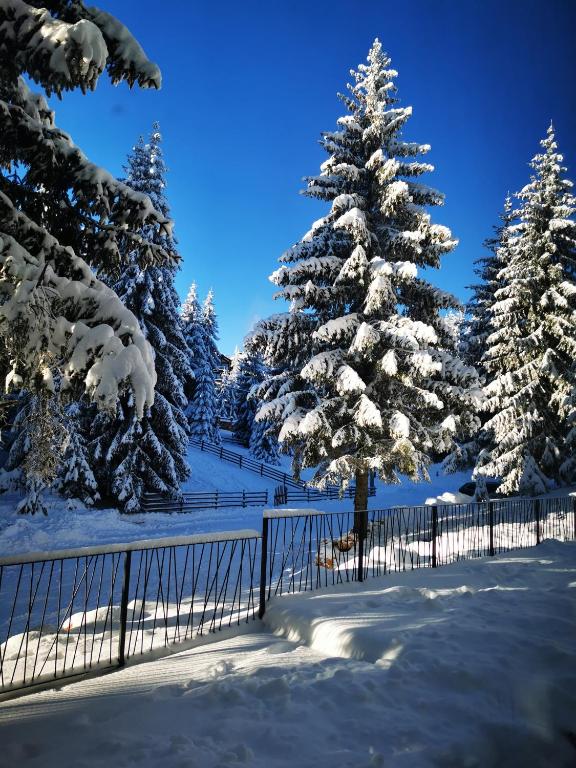 PineTree Jahorina - 2