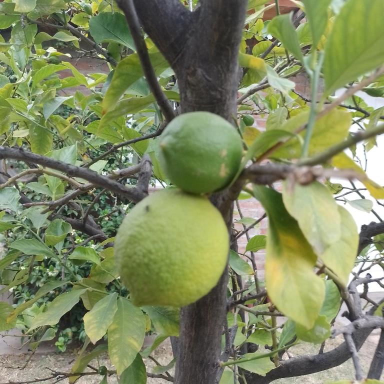 Dptos El Limonero - 2