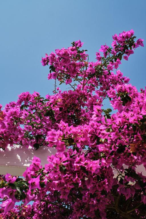 Prinsotel Mal Pas - Adults Only — Attractions in the area in Alcudia, Balearic Islands