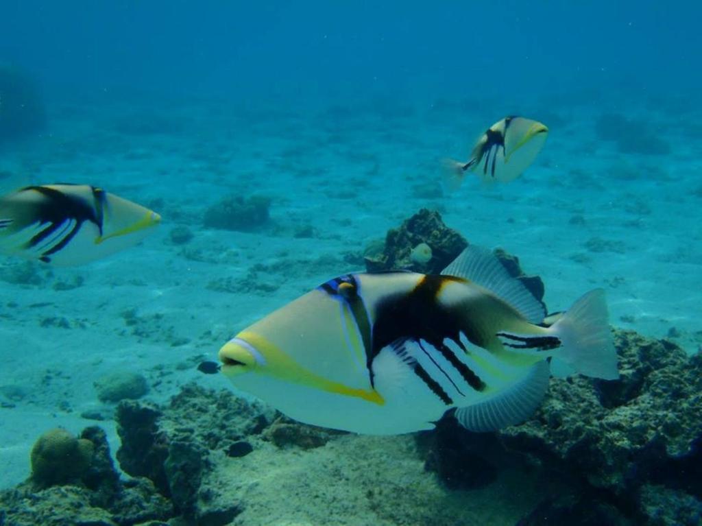 アクティビティ