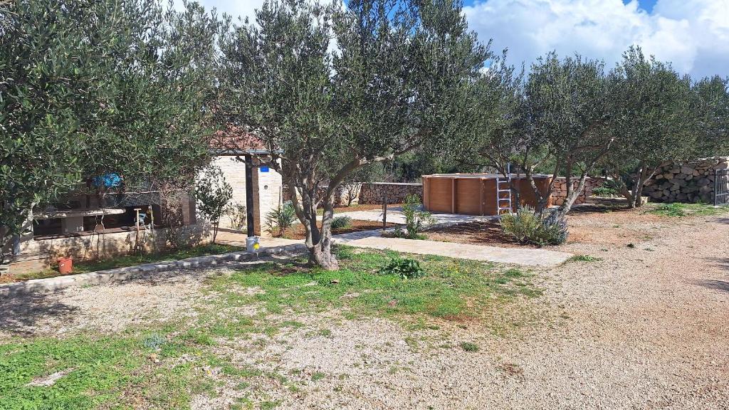 House Pygmy Cormorant, Pirovac