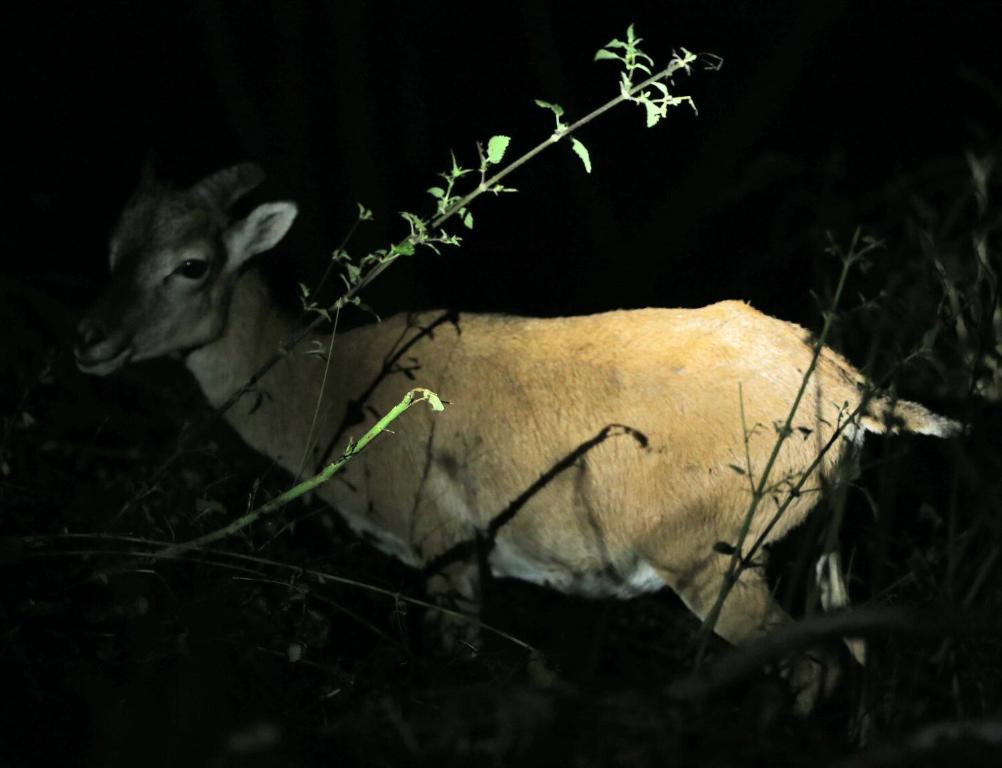 Baita Bondella photo