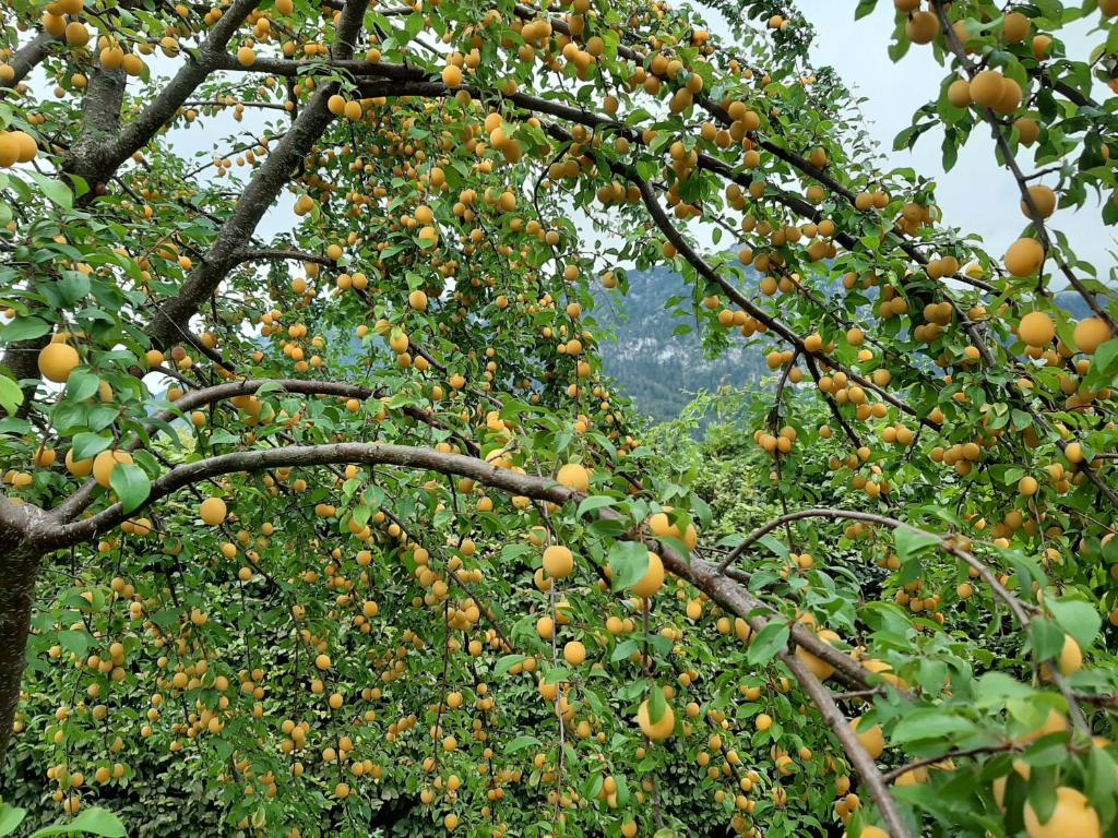 Ferienwohnungen im Griachalgarten - Chiemgau Karte - 4
