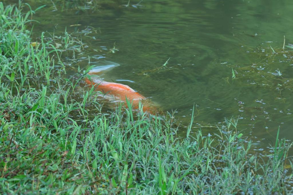 Surrounding environment