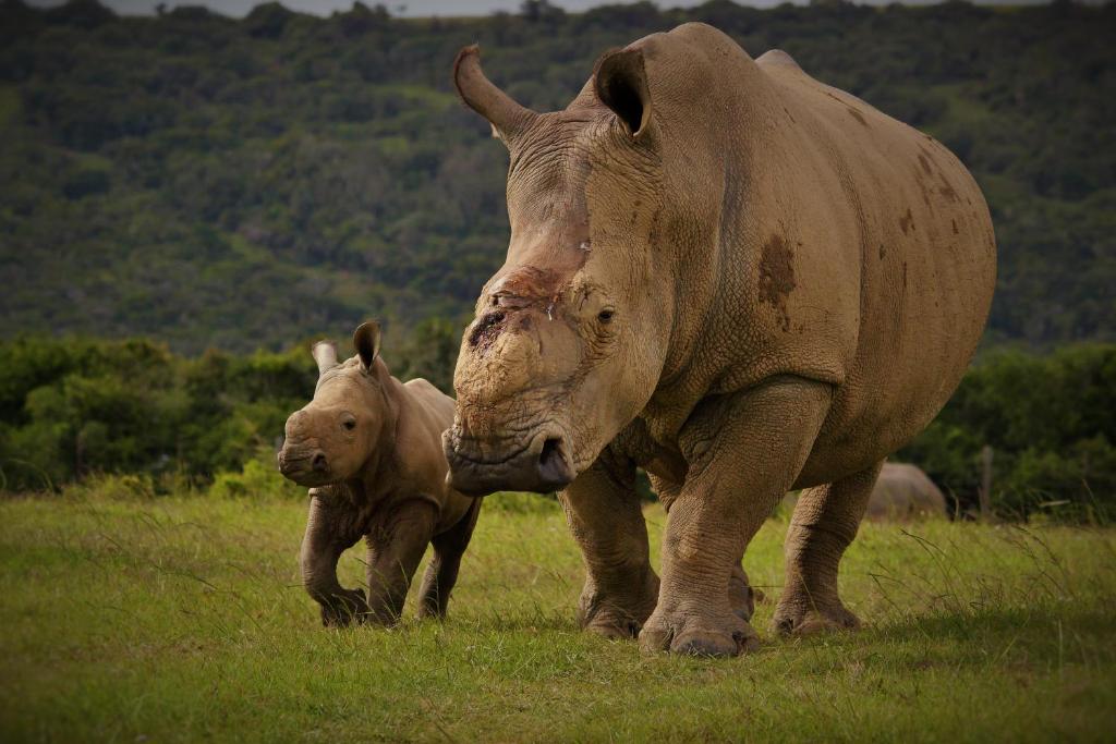 Kariega Game Reserve Ukhozi Lodge photo