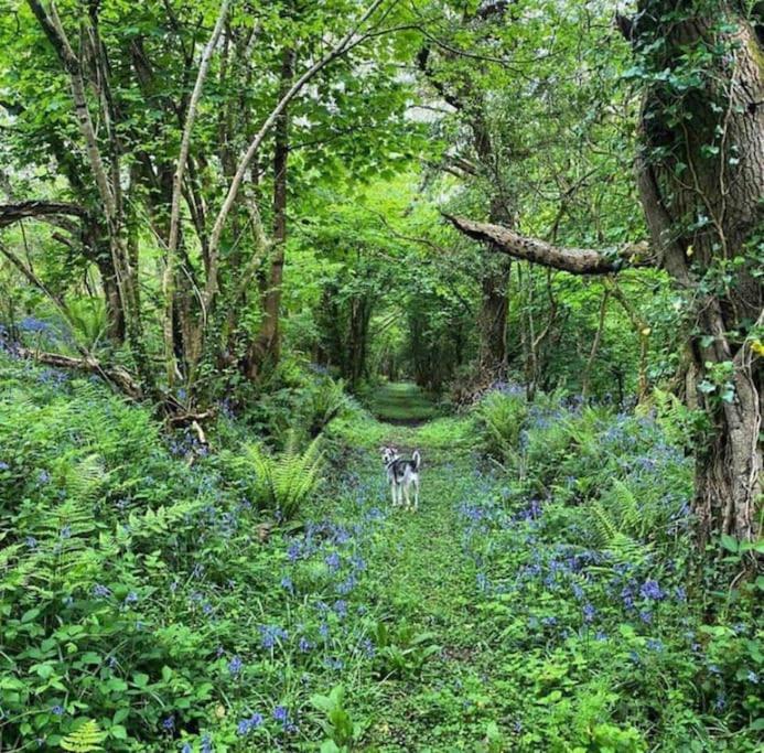 Secluded Woodland Annex between Mylor and Flushing photo 8