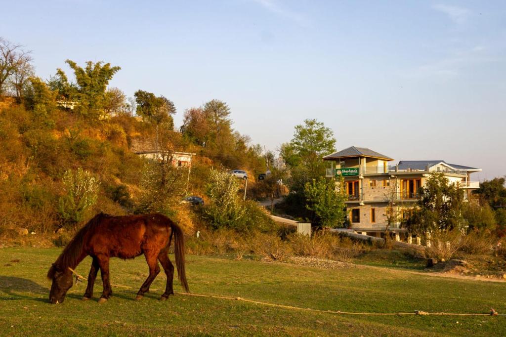 Shepherds Of Dharamshala, Dharmsala