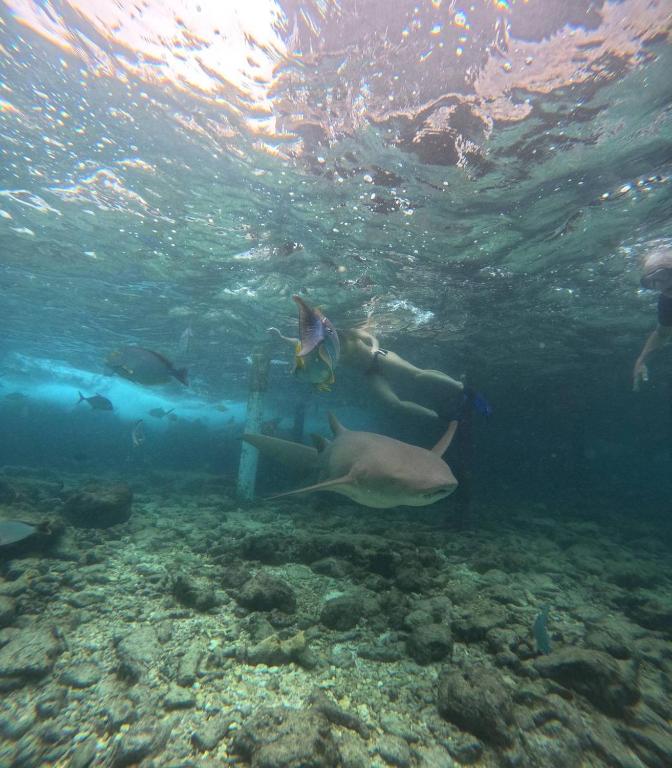 スポーツ/アクティビティ