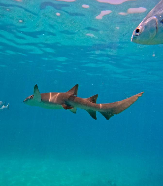 スポーツ/アクティビティ