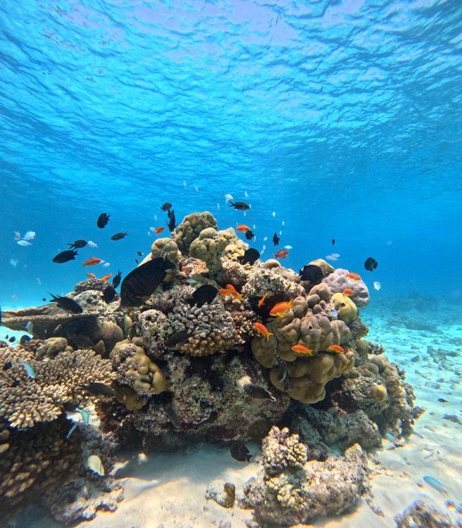 スポーツ/アクティビティ