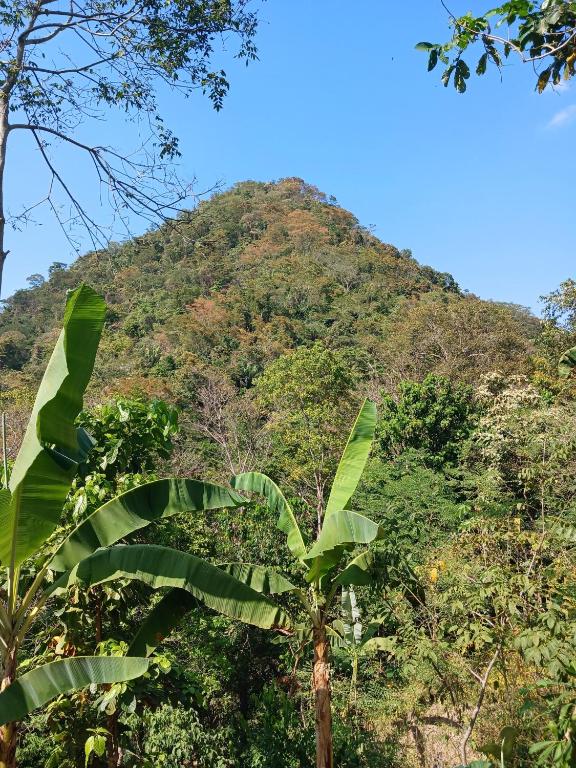 Hébergement privé dans la jungle avec cascade et vue mer! - 4