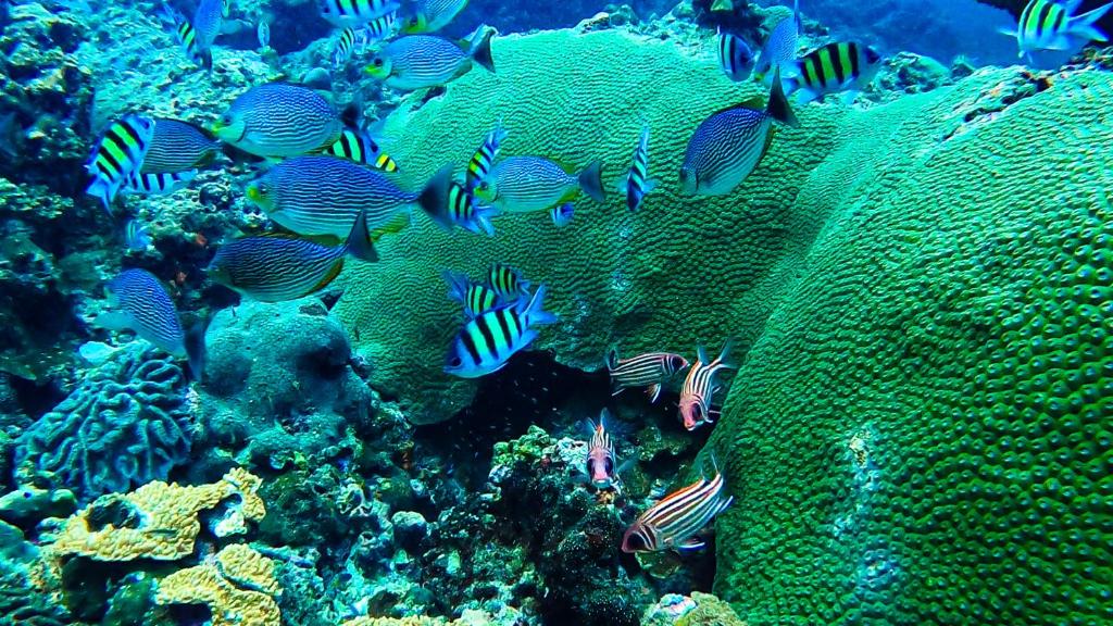 アクティビティ