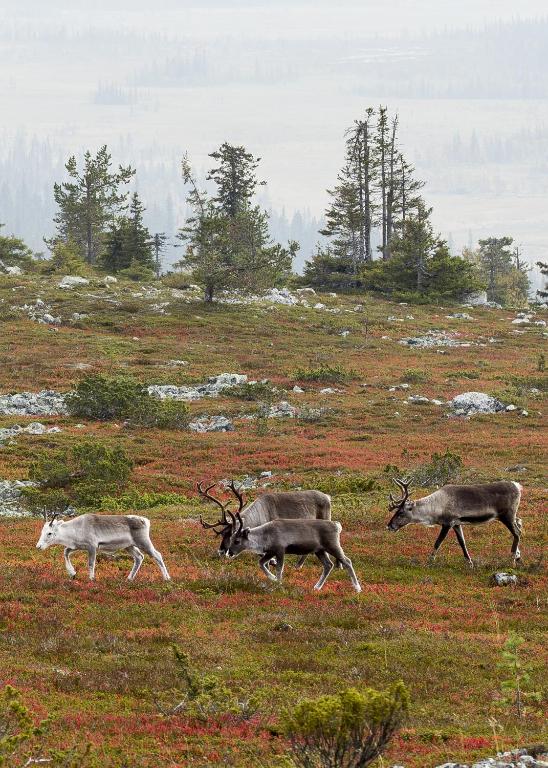 Surrounding environment