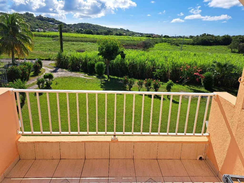 Fleurs d'hibiscus, Grand-Bourg