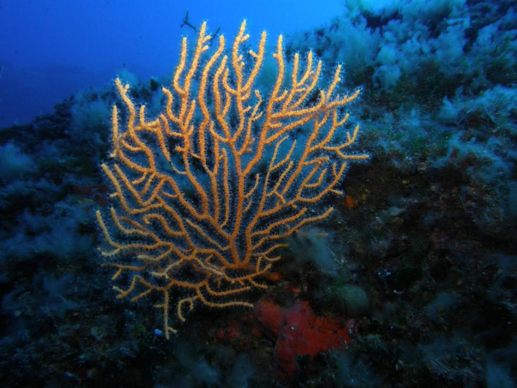 スポーツ/アクティビティ