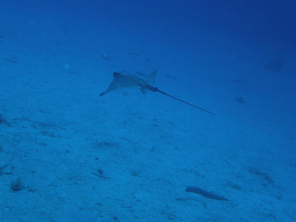 スポーツ/アクティビティ