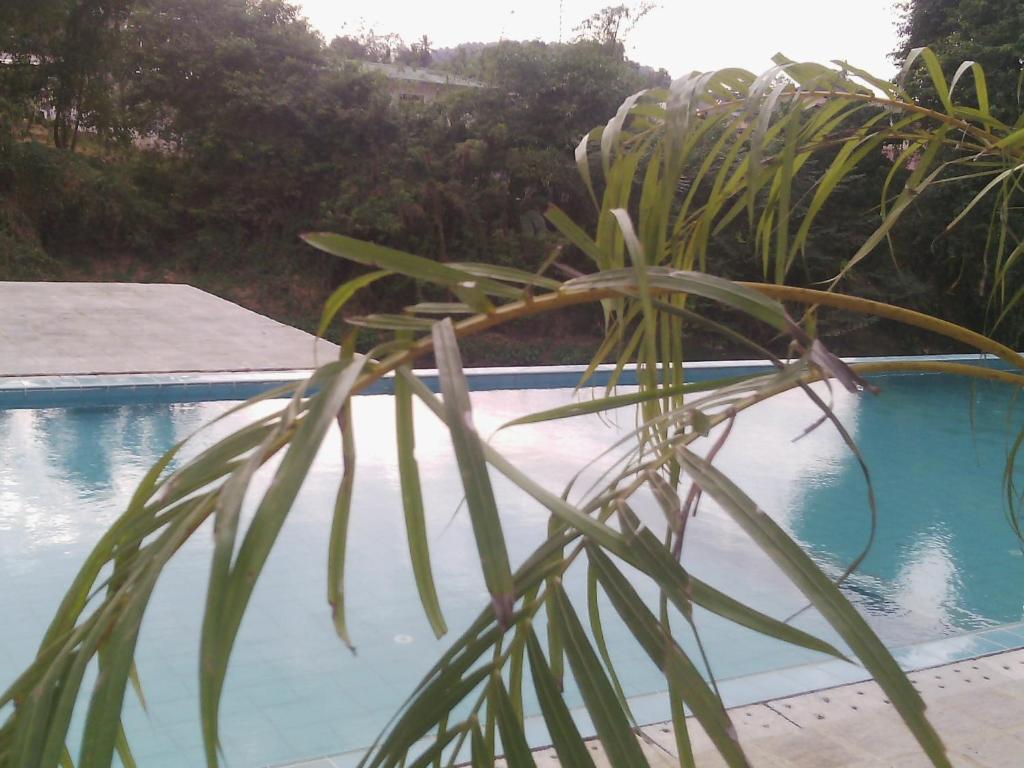 スイミングプール