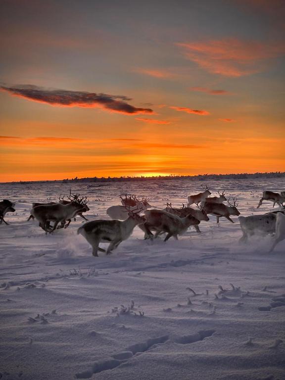Authentic Sami Reindeer Herding Adventure in Arctic Norway, Kautokeino